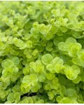 Lysimachia nummularia